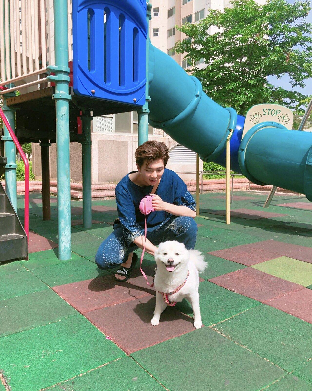 Kim Namjoon aka RM has an American Eskimo dog named Rapmon (nicknamed Monie). 
