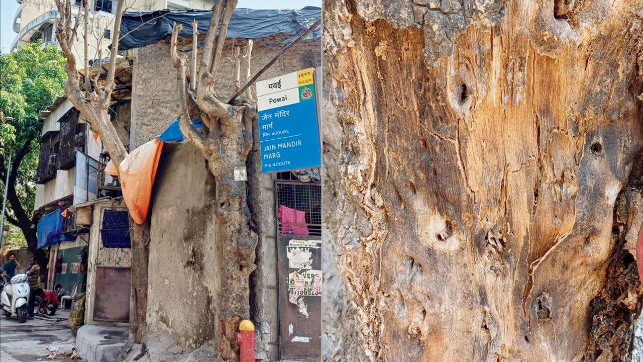 Mumbai: BMC files FIR over poisoned trees in Powai