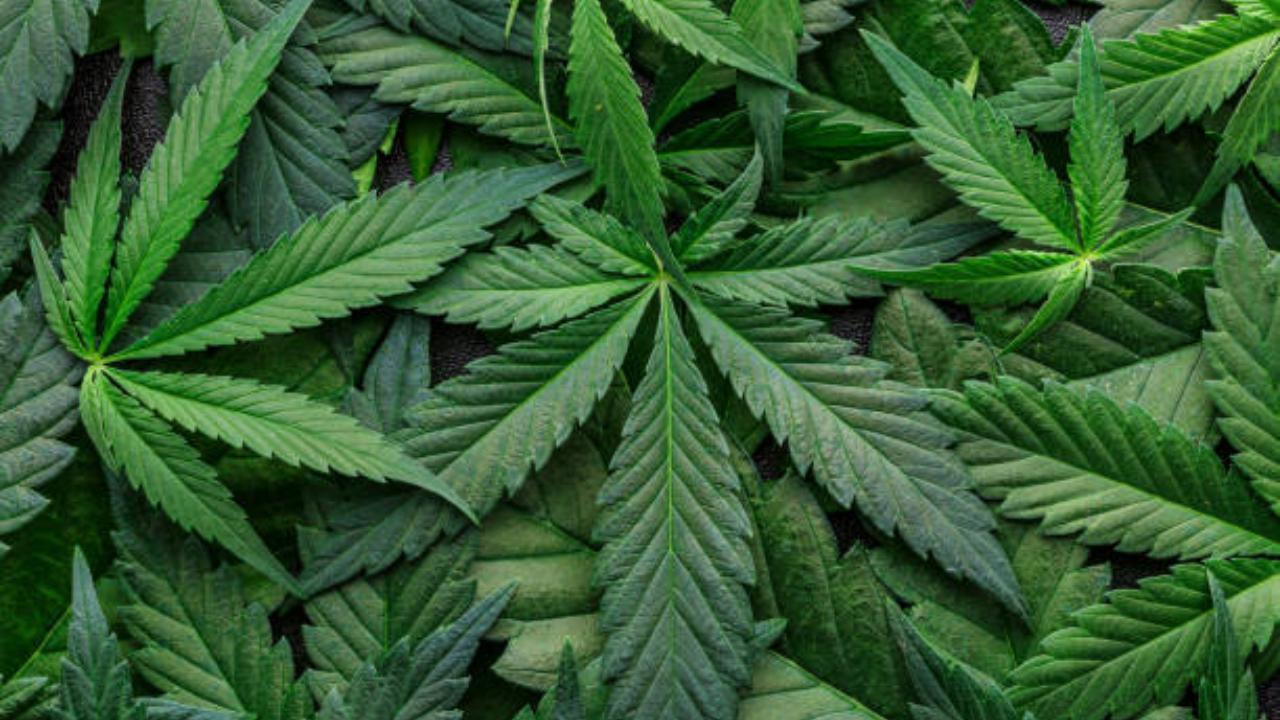 Study links cannabis use with 11x higher risk of psychotic disorder