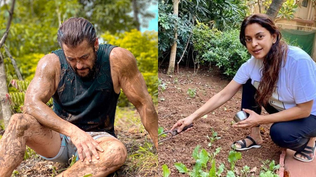 Farm to Table! Salman Khan to Juhi Chawla, celebs who enjoy growing produce