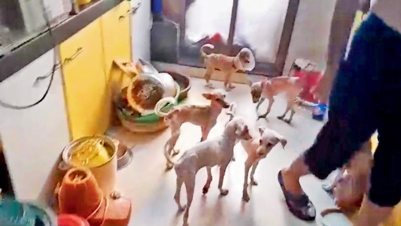Mumbai: 8 dead pups, 3 missing, cops yet to book NGO
A month after receiving a complaint, the Nalasopara police are yet to register an FIR against an NGO for the mysterious disappearance of three puppies that had been handed over to them by caregivers for rehabilitation. The matter came to light on April 20, when the complainants approached the Nalasopara police to give a written complaint against Cheersfurever, an NGO, claiming they had denied giving information about the whereabouts of the Indie breed puppies....Read More