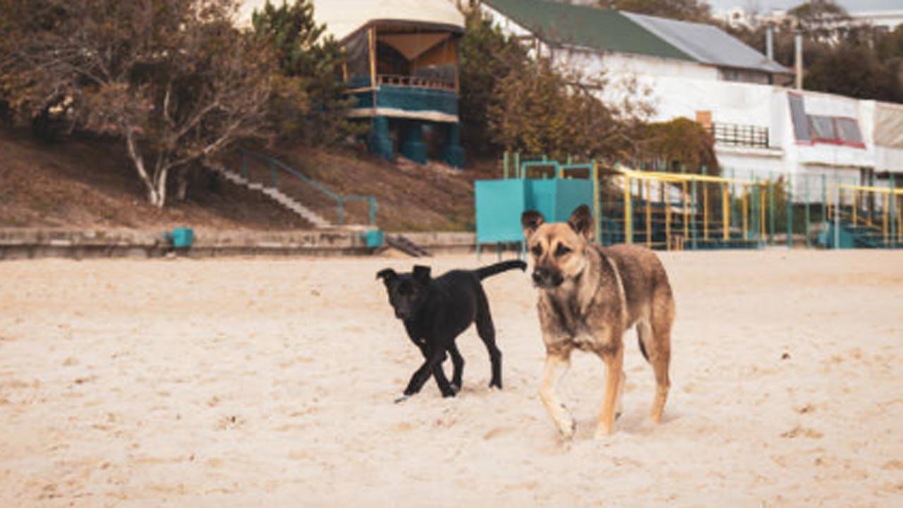 Incidents of stray dogs attacking beachgoers on rise in Goa, says govt-appointed agency