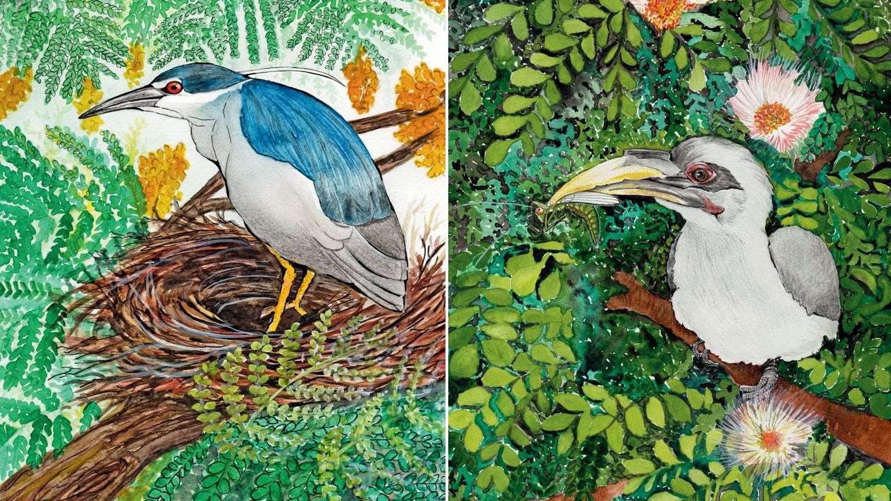 (Left) The book features many birds like the night heron that can be spotted in Dadar Parsi Colony; (right) an illustration of the grey hornbill on the cover of the book. Illustrations courtesy/Sushmita Karmakar