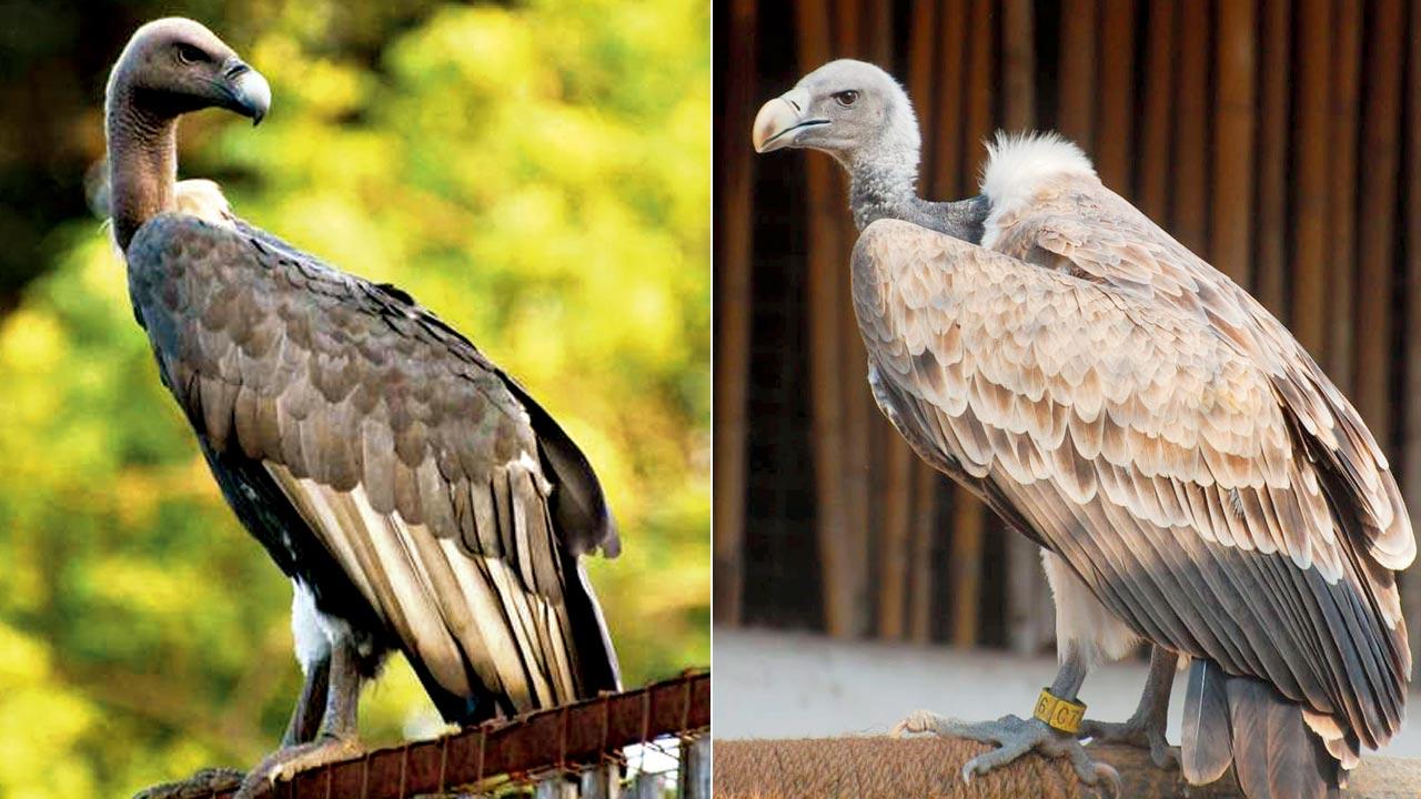 Adult long billed vulture; (right) adult white backed vulture