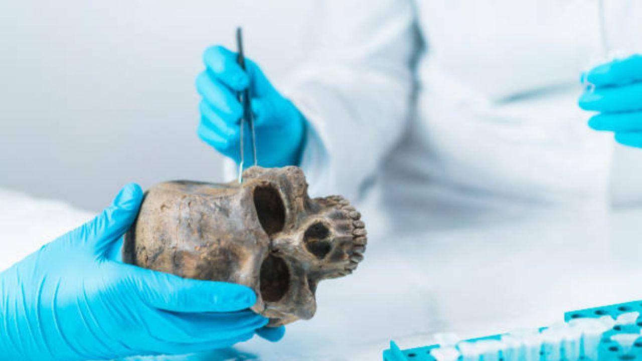 The two skulls -- Skull and Mandible 236, dating from between 2687 and 2345 BCE, belonged to a male individual aged 30 to 35, while Skull E270, dating from between 663 and 343 BCE, belonged to a female individual who was older than 50 years.