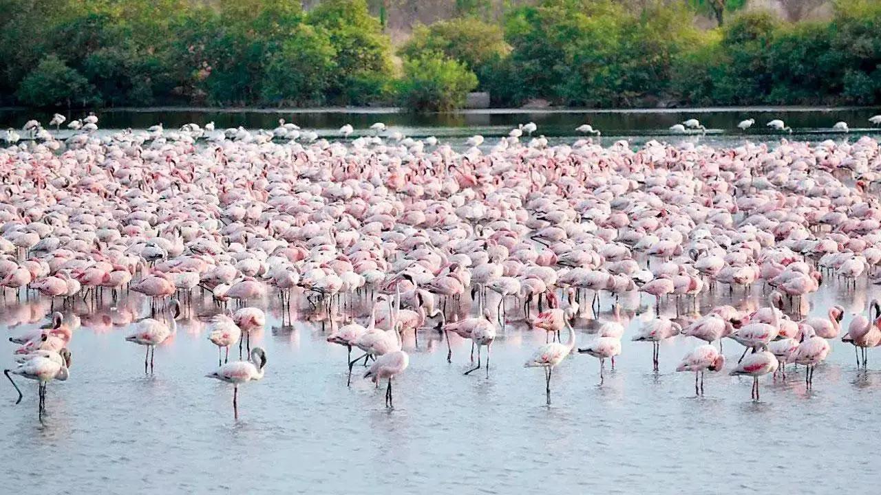 Mumbai LIVE: Environment activists seek probe in death of over 30 flamingos
