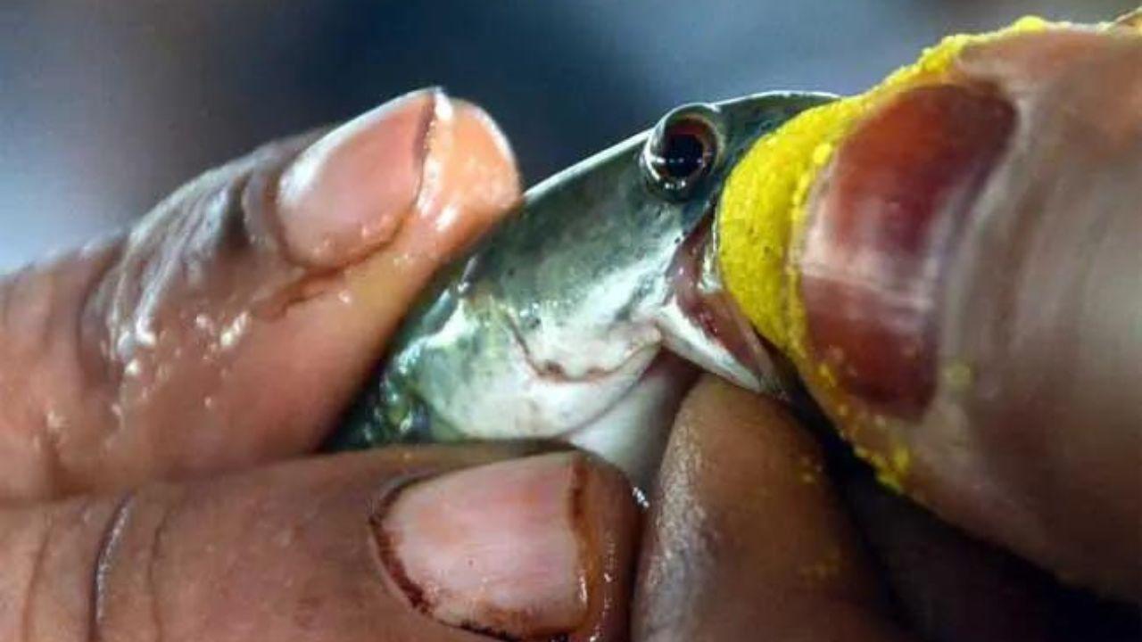 Eating live fish to treat asthma: 178-yr-old practice of ‘fish prasadam’ back in Hyderabad