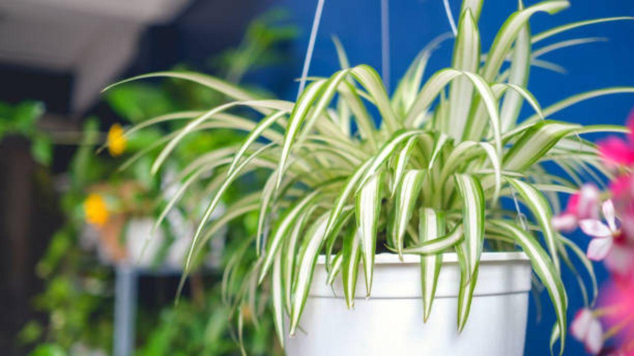 Spider Plant are known for their air-purifying abilities, particularly in removing pollutants such as carbon monoxide and xylene. They release moisture into the air through their leaves, which helps to cool and humidify the space.