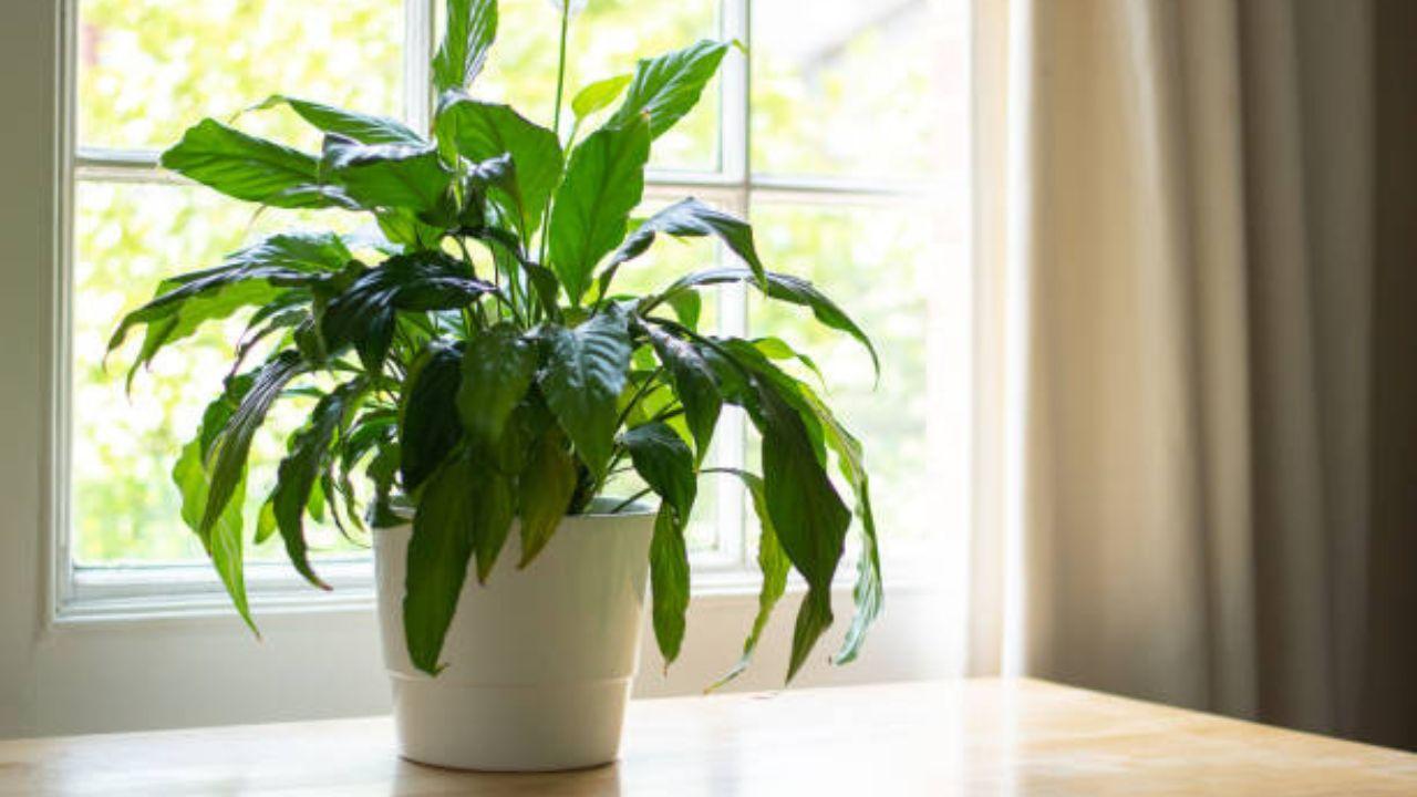Peace Lily is effective at removing mould spores from the air. This plant is for dryer climates where it increases humidity levels through transpiration, which can help to cool down a room.
With inputs from Swati Gupta, Founder & Principal Designer Bluedot Design. 
Photos Courtesy: iStock
 