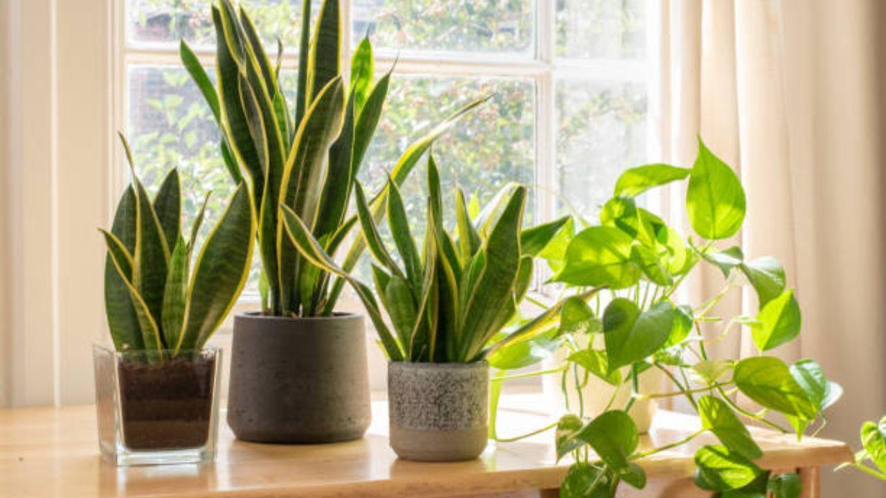Five houseplants that keep home interiors cool in summer