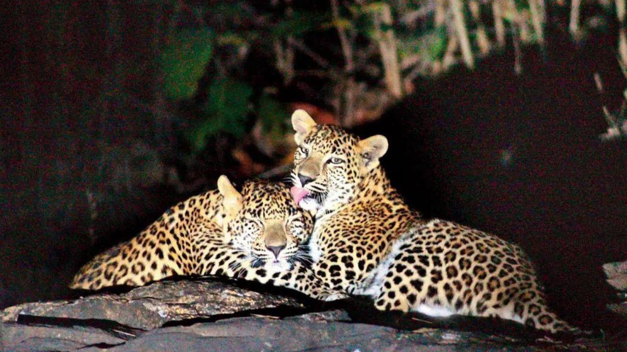 International Leopard Day: Top places to spot leopards in India