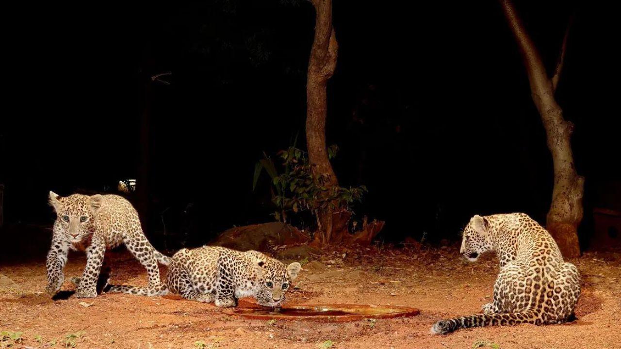Sanjay Gandhi National Park, MaharashtraLocated on the outskirts of Mumbai, the Sanjay Gandhi National Park is a natural habitat for leopards. Mumbai residents can easily visit the park for some wildlife sightings without the need to step outside the city premises. 
Representative image / Pic by Ranjeet Jadhav