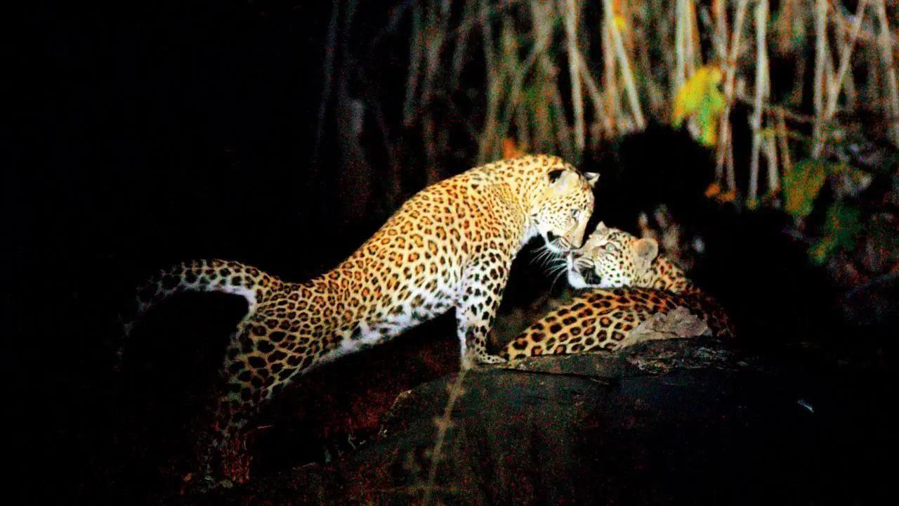 Bandipur National Park, KarnatakaA part of the Nilgiri Biosphere Reserve, a UNESCO World Heritage Site, Bandipur National Park is home to a diverse range of wildlife, including leopards, tigers, elephants, dholes (Indian wild dogs), and more.
Representative image / Pic by Rane Ashish