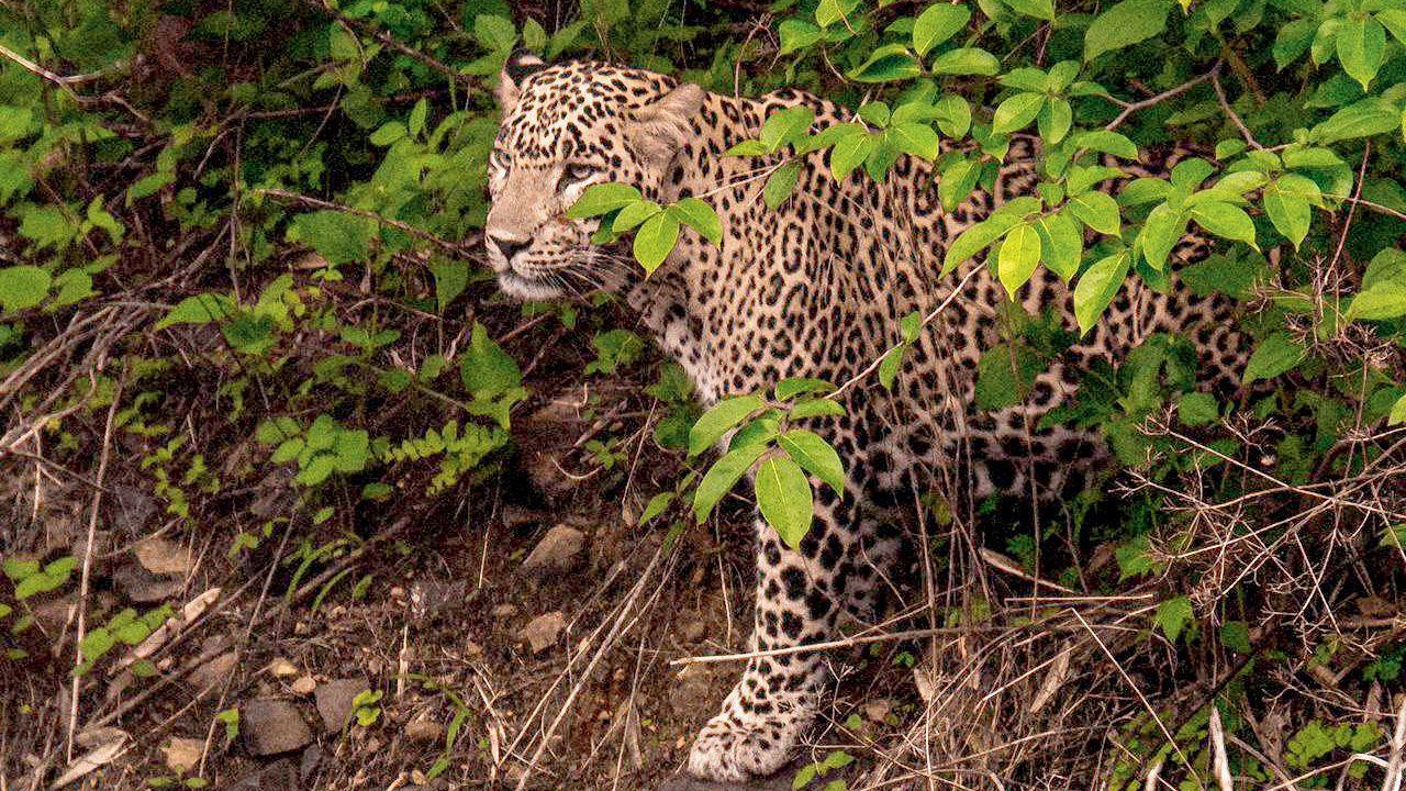Satpura National Park, Madhya PradeshHere leopards can be found in abundance in the Satpura forest. At this national park one can sign up for walking safaris, canoeing trips, and jeep safaris to explore the deep areas of the park for leopard sightings.
Representative image / file pic