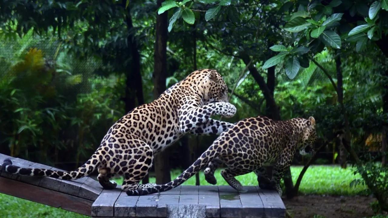 Jhalana, RajasthanLocated in Jaipur, this conservation park is one of the best places in India to spot leopards in their natural habitat. This reserve holds a significant population of leopards as it offers a suitable habitat for the cats. 
Representative image / Pic by Pradeep Dhivar