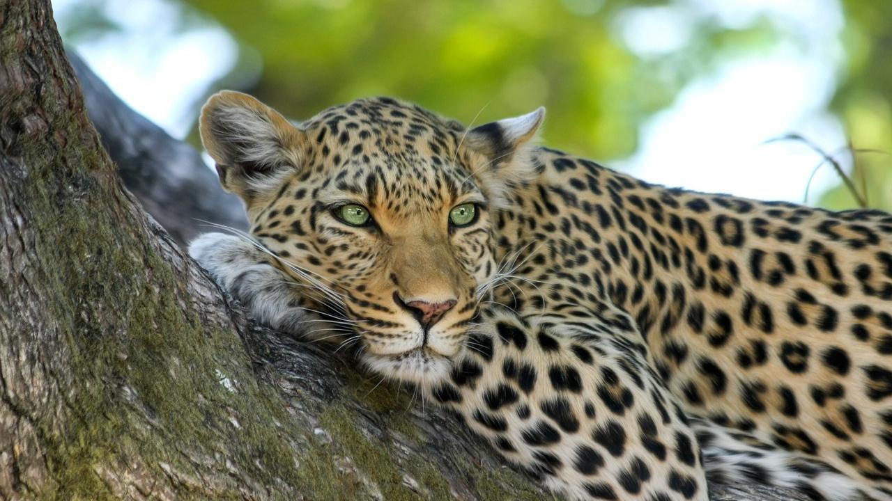 International Leopard Day 2024: 6 must-watch documentaries about the big cat