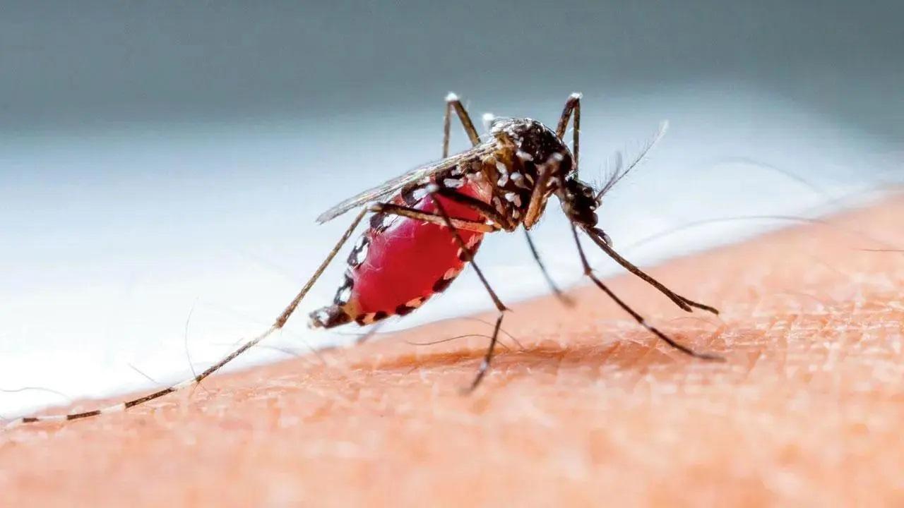 Nat'l Dengue Day: Factors contributing to the rising burden of dengue in India