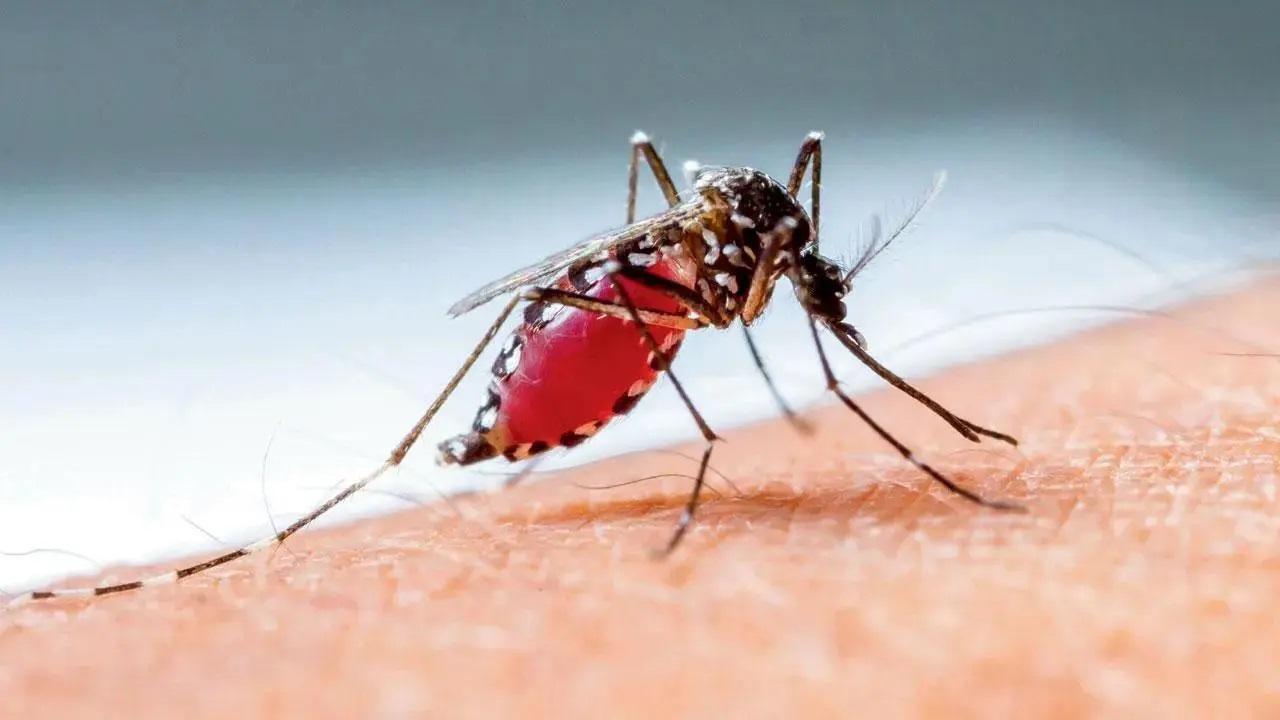 National Dengue Day 2024: These factors are contributing to the rising burden of dengue in India