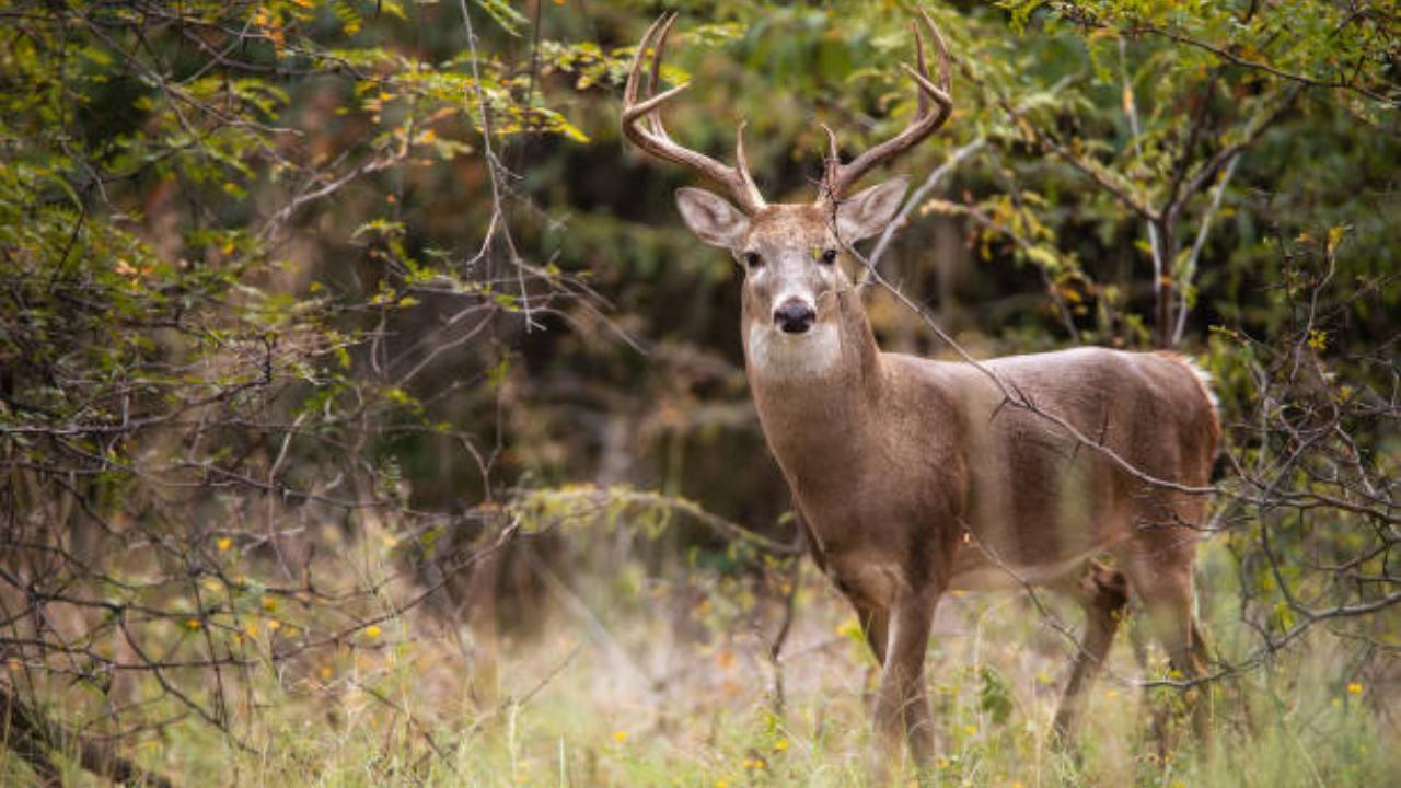 Humans not at risk of deadly chronic wasting disease: Health study
