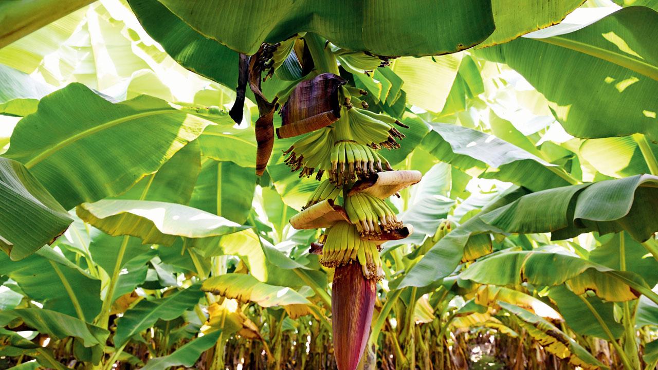 Khandesh supplies 90 per cent of the banana yield in Jalgaon. Pics/Ashish Raje