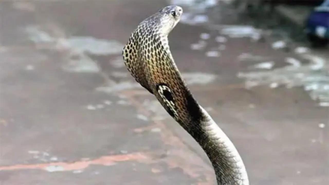 Officials in Raigad say district saw over 1800 snake bite cases from Jan 2023-Apr 2024