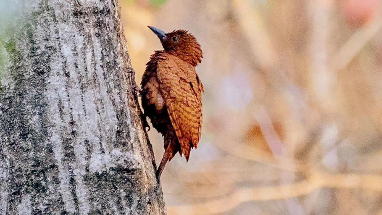 Sunday
Trail: Unleash the explorer in you at a bird walk hosted by the Tungareshwar Wildlife Sanctuary. Keep an eye out for birds like the rufous woodpecker (above), Vigors’ sunbird and the crested serpent eagle.    Time: 4 pm meeting point Entry Gate, Tungareshwar Wildlife SanctuaryCall: 8591382079 Entry: Rs 300