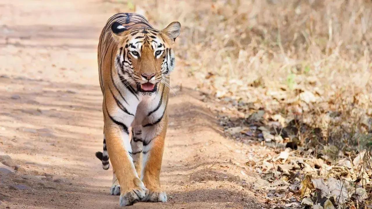 Ten guides, safari services suspended for blocking tiger in Tadoba reserve