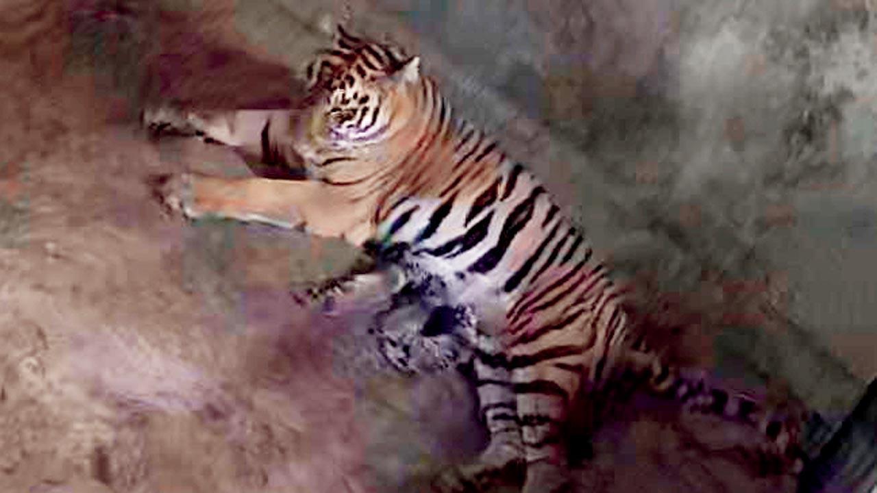 Mumbai: Tigress T24-C2 gives birth at SGNP