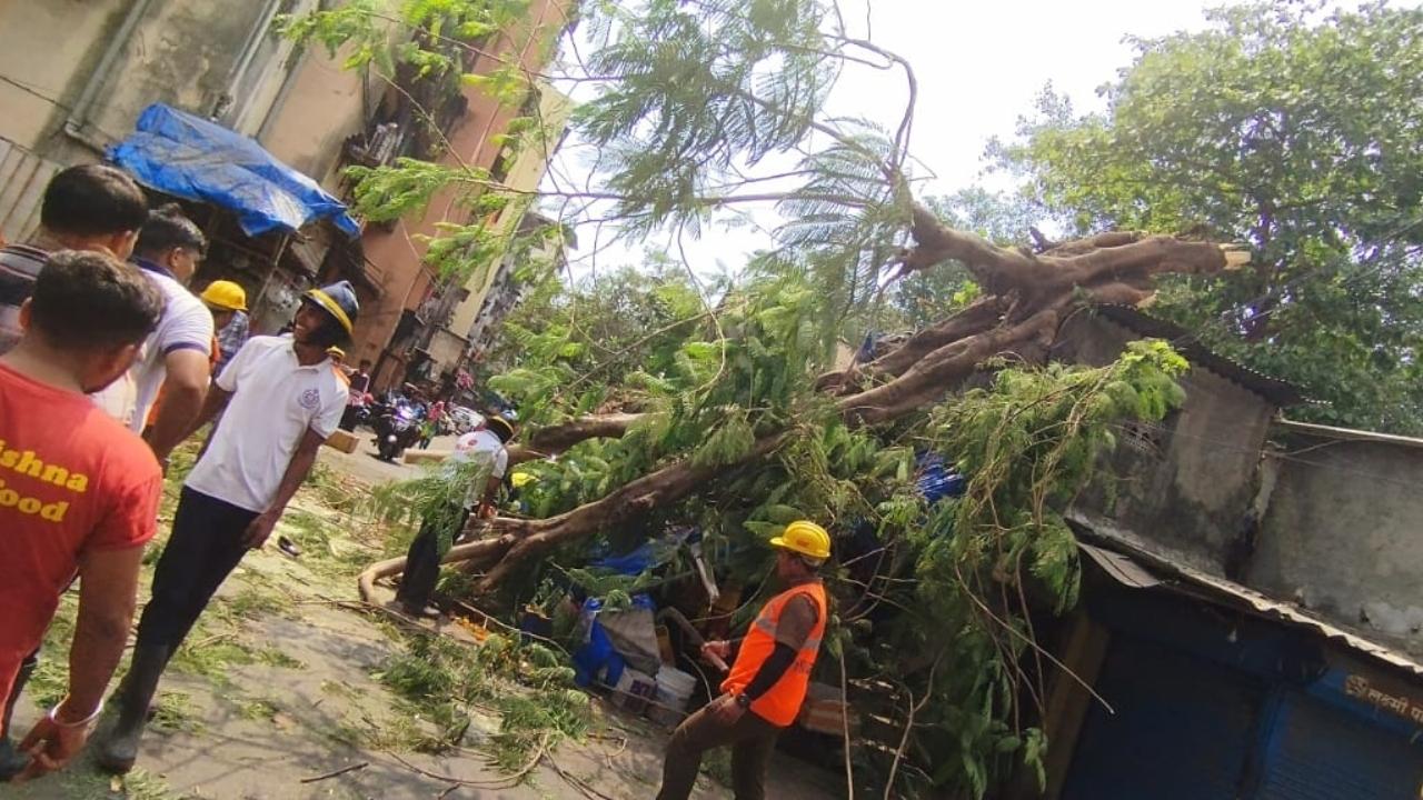 He said that the work of removing the fallen tree is under process