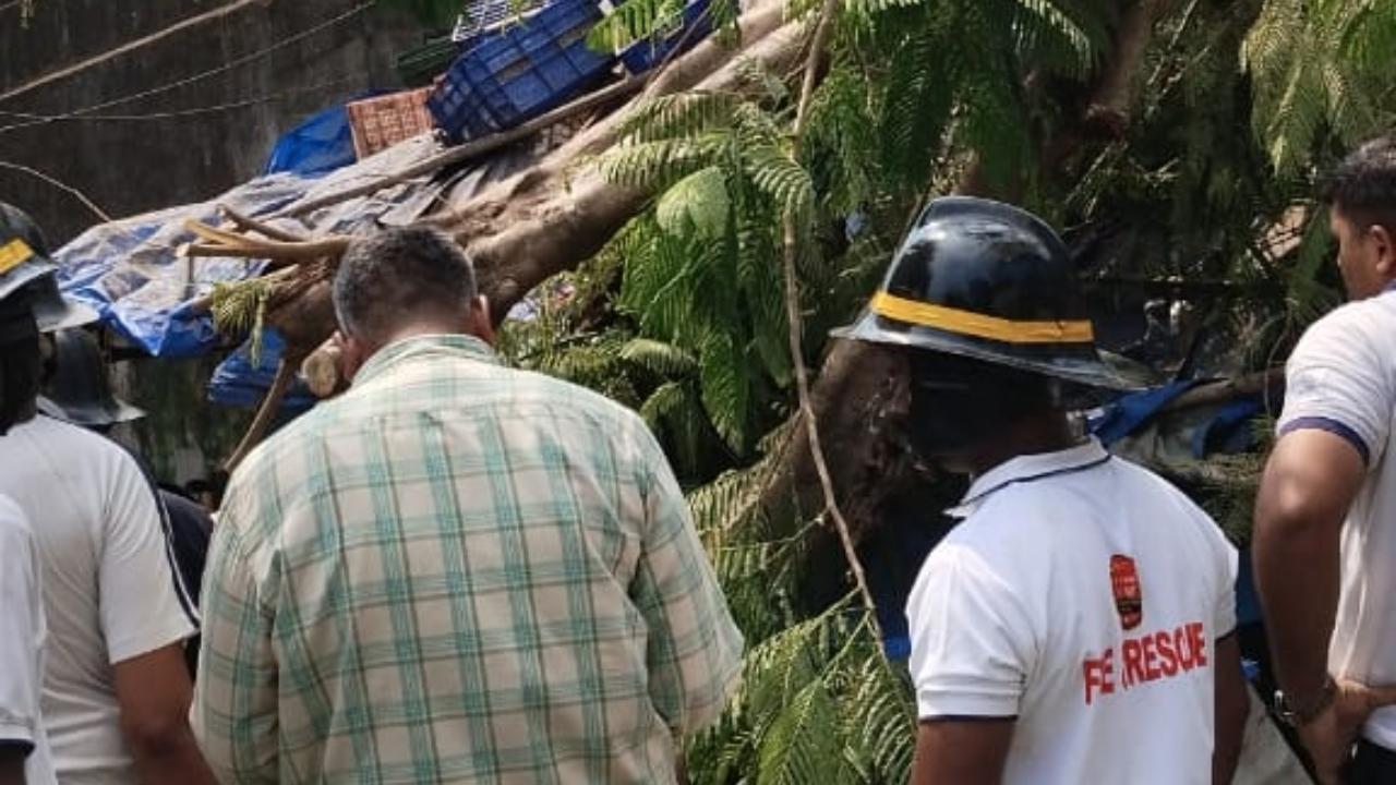 Out of the four injured in the incident, three people have been seriously injured and one have sustained minor injuries. All four are under going treatment at the Chhatrapati Shivaji Maharaj Hospital in Kalwa. They are all local residents of Khartan Road in Thane, the official said