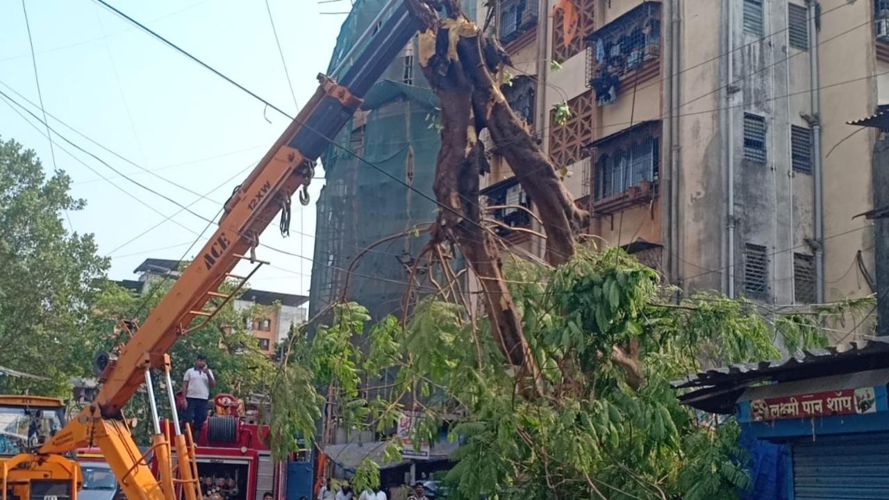 According to the civic officials, the incident took place on Sunday afternoon at around 2 pm when a huge tree suddenly collapsed on a shop near Khandoba Temple located at Khartan Road in Thane west