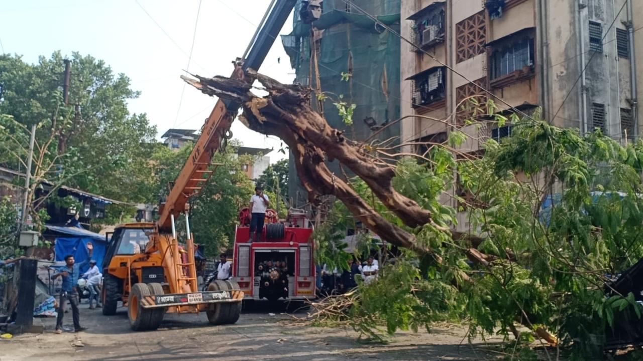 Primary details suggest that the huge tree fell on a shops which sell flowers, injuring people present at the spot, he said