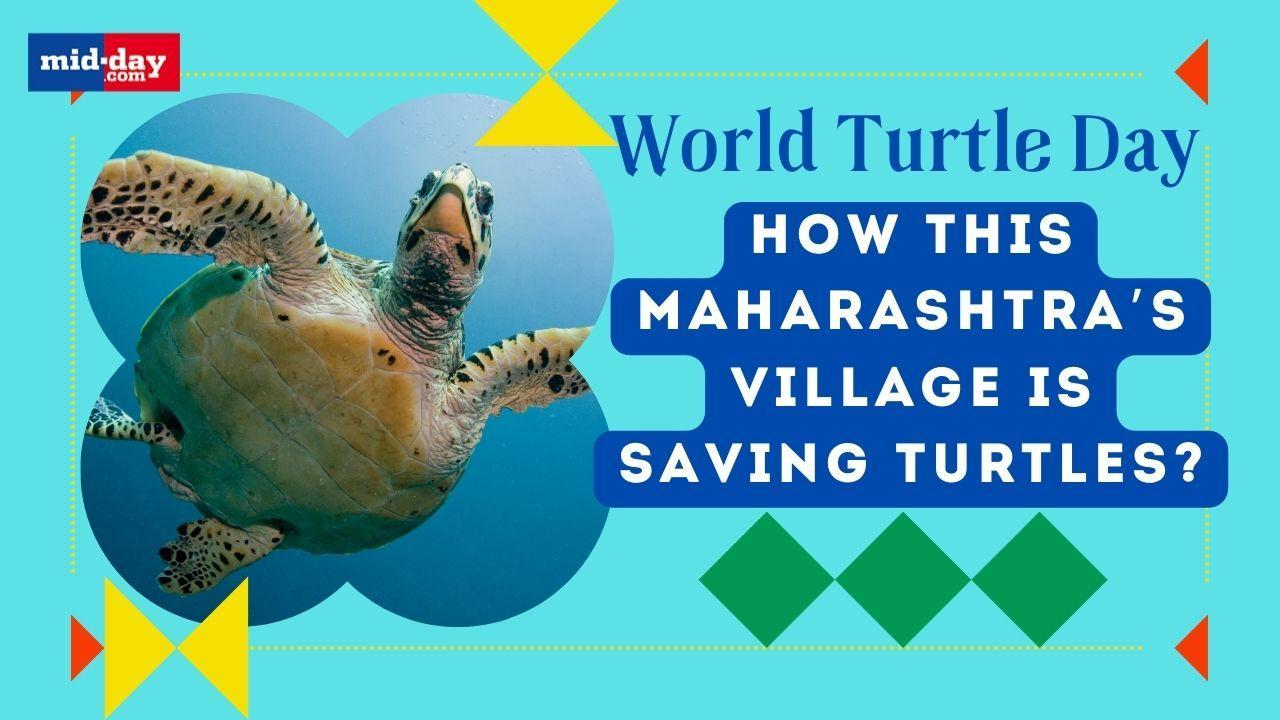 World Turtle Day 2024: Inside Maharashtra’s Velas village that is saving Turtles