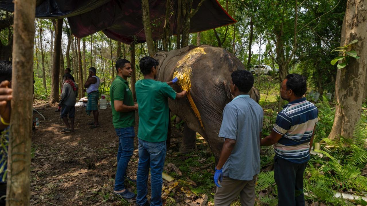 Vantara team rescues elephant and calf from Tripura