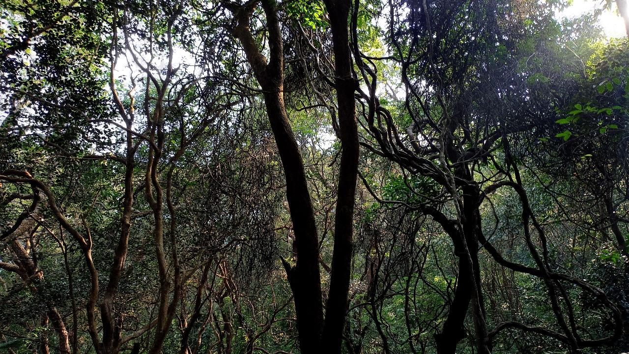 Throughout the journey, one will witness forest-like scenery with trees all around. 