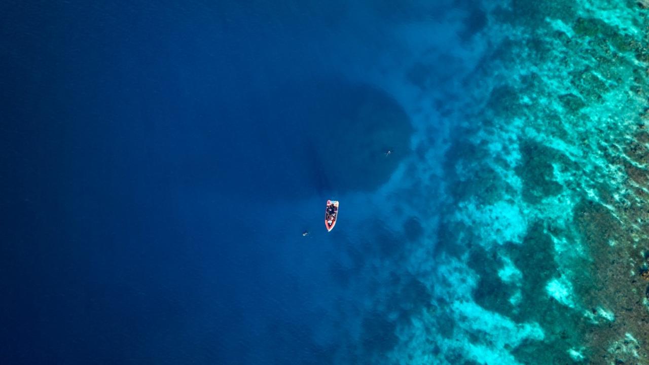 The coral is so immense that researchers sailing the crystal waters of the Solomon archipelago initially thought they had stumbled across a hulking shipwreck. 
