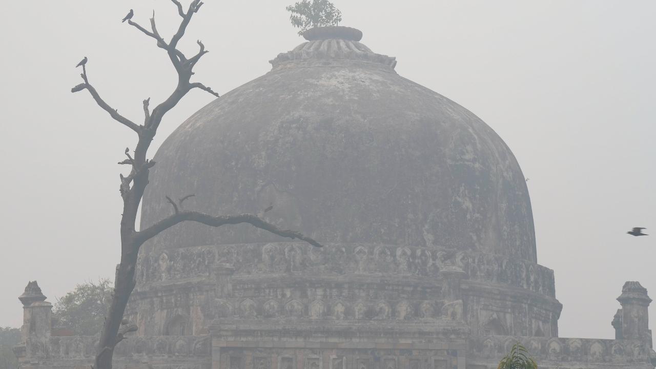 Birds perch on a tree at Lodhi Gardens amid low visibility due to smog