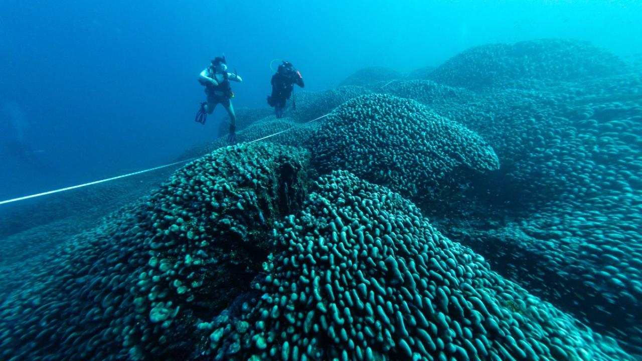 The standalone structure had been growing for some 300 years, the researchers said, formed from a 
