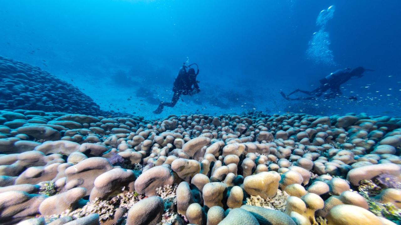 The coral was discovered at the southeastern tip of the Solomon Islands in an area known as the Three Sisters.  It was spotted by a National Geographic team embarking on a scientific expedition in the region. 