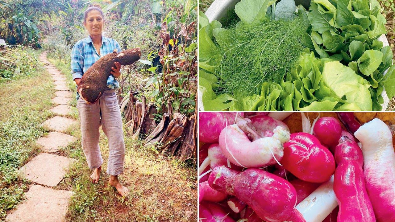 Gayatri Bhatia’s Vrindavan Farm sells a variety of produce such as rice, dal, mangoes and leafy greens directly to consumers