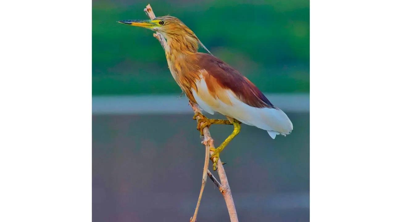 Sunday Sign up: Participate in a bird watching trail at the Maharashtra Nature Park. This refreshing walk through the park’s lush greenery, allows nature enthusiasts to observe a variety of bird species in their natural habitat. Time 8.30 am At Maharashtra Nature Park, Sion Bandra Link Road, Dharavi. Log on to @naturalistex  Cost Rs 550 