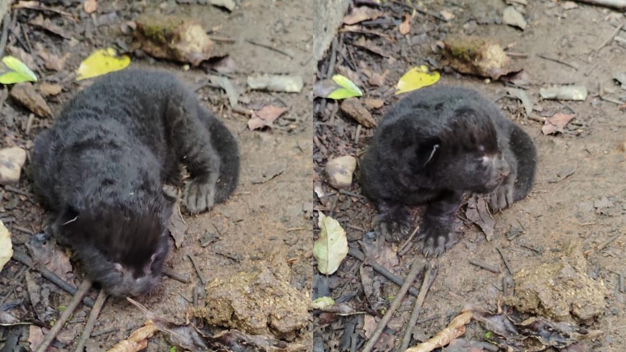 Maharashtra: Black panther cub found in abandoned house in Kolhapur village; watch video