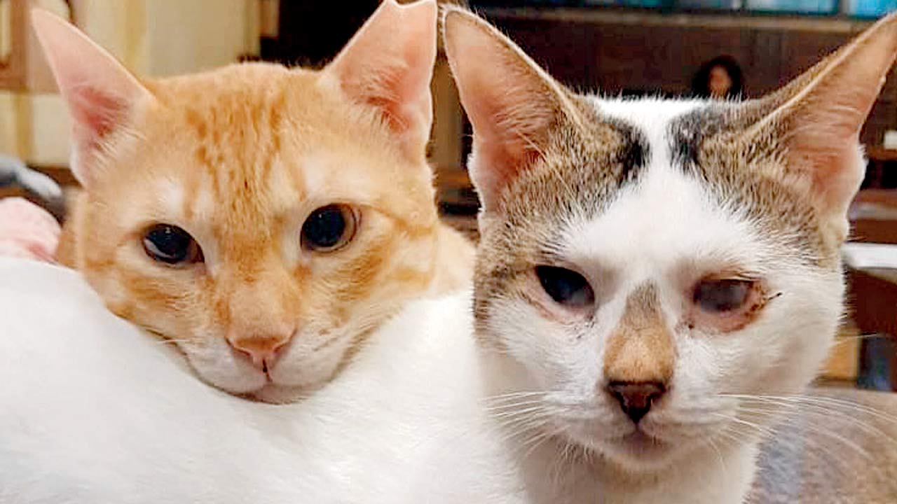 A feline duo at the studio