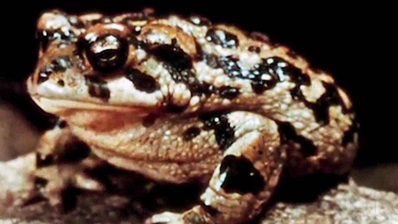 A still from Some Thoughts on the Common Toad