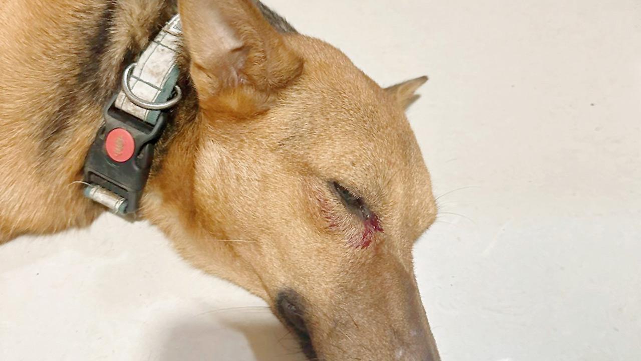 The dog in pain