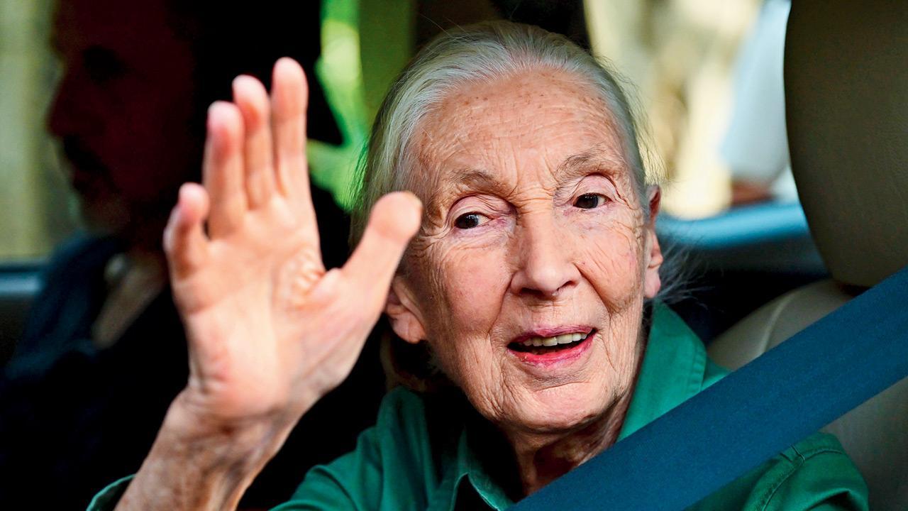 Wildlife conservationist Dr Jane Goodall praises Mumbai’s human-leopard co-existence; watch video