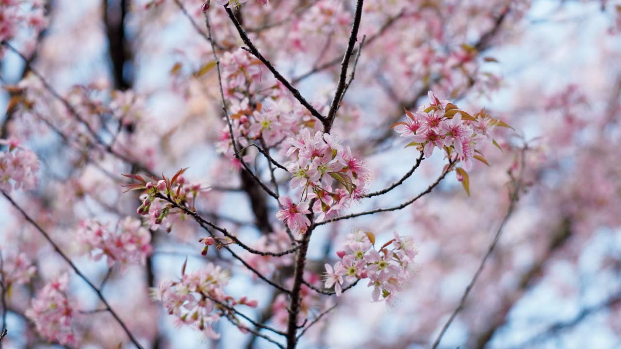 A cherry blossom bloom spotted in Shillong this year 
