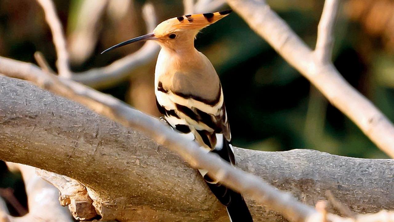 Eurasian hoopoe. Pic courtesy/ DARSHAN KHATAU