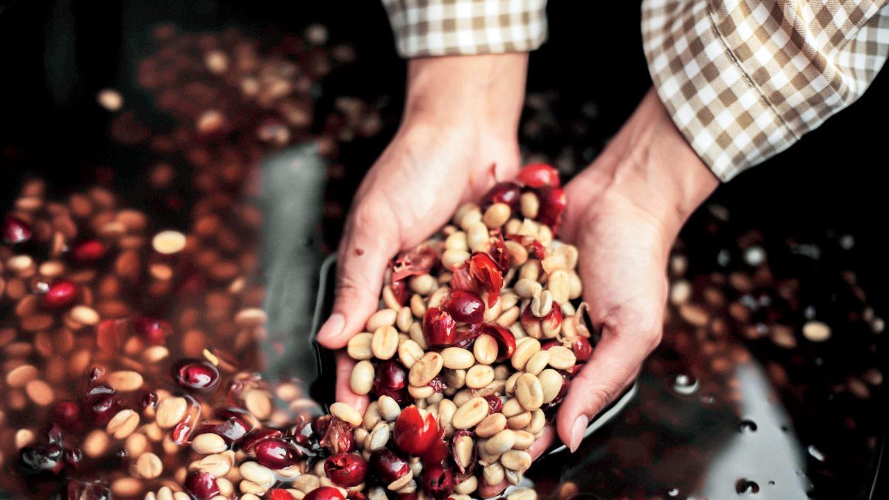 Coffee farmers in Nagaland, many new to coffee cultivation, are learning experimental techniques such as anaerobic and carbonic maceration