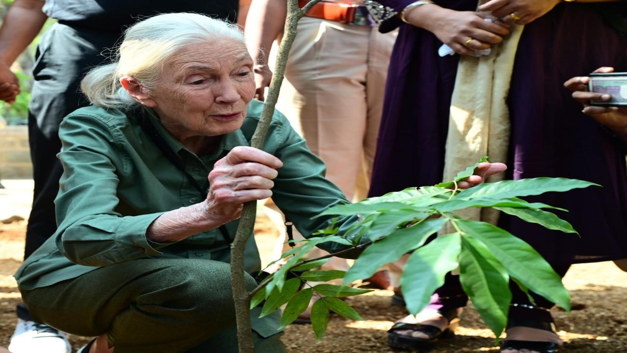 Goodall plants a sapling at SGNP, which is facing threat from encroachers